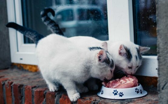 Two pets gobbling turkey cat food.